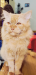 “Cute 1Y Male Persian Cat”